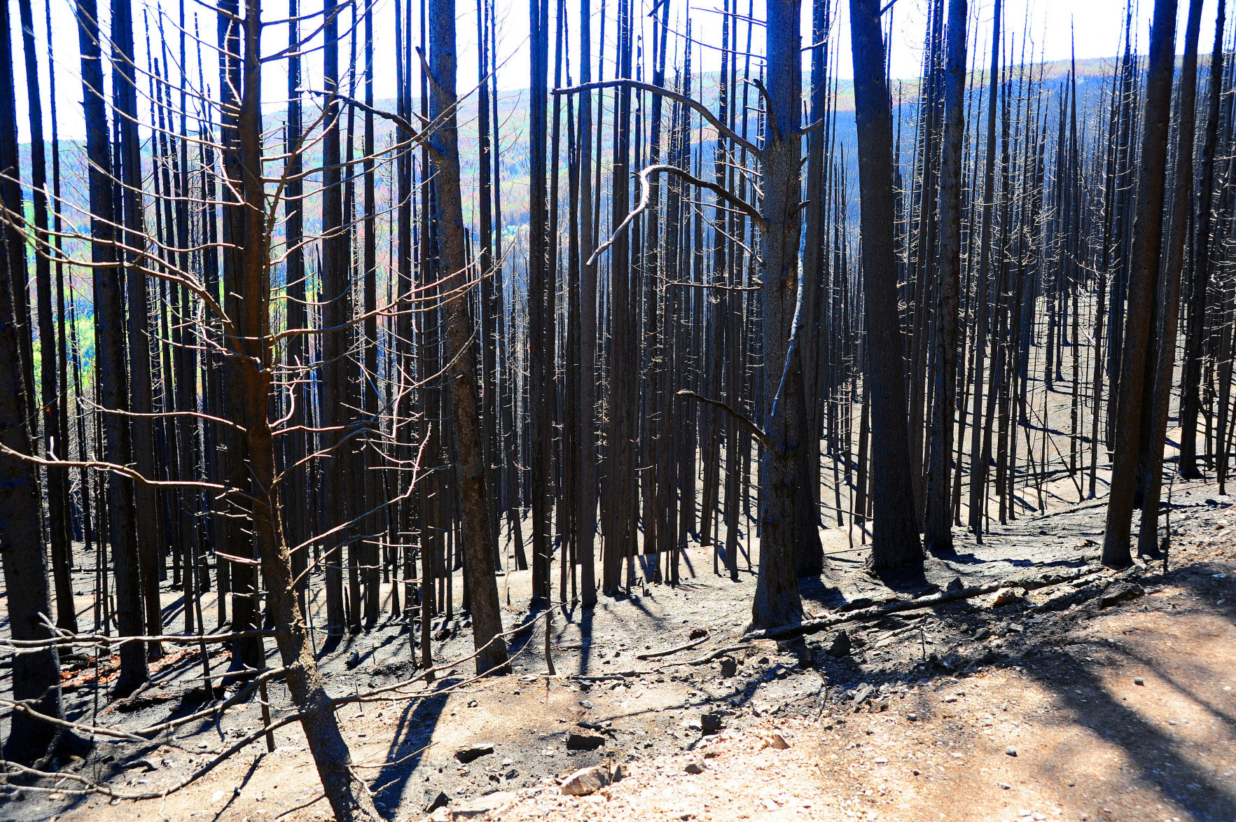 Davis fire folo